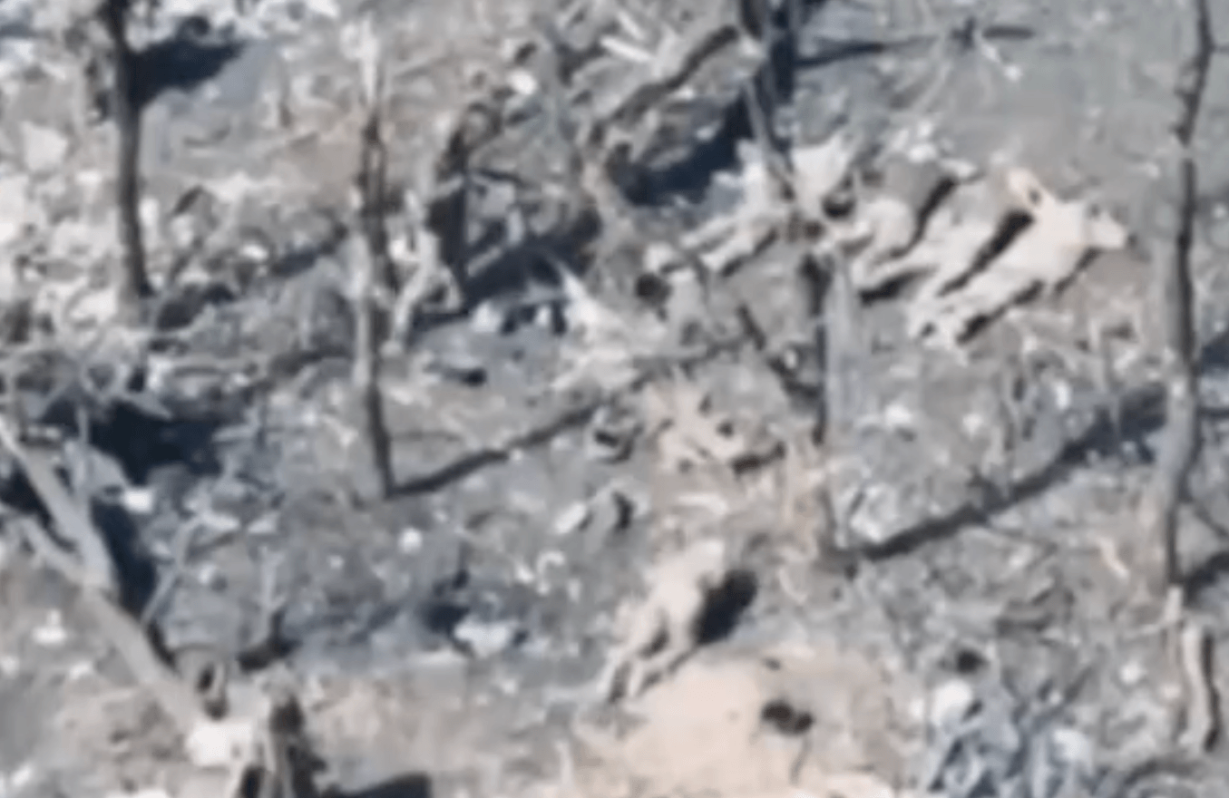 A screenshot of footage reportedly showing Ukrainian soldiers being shot dead by Russian troops at an unidentified location, with the video posted on Nov. 22, 2025. (DeepState/Telegram)