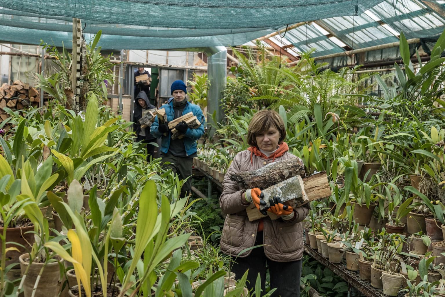 Employees of the Kyiv National Botanical Garden bring wood to the greenhouse in Kyiv, Ukraine, on Jan. 30, 2026.