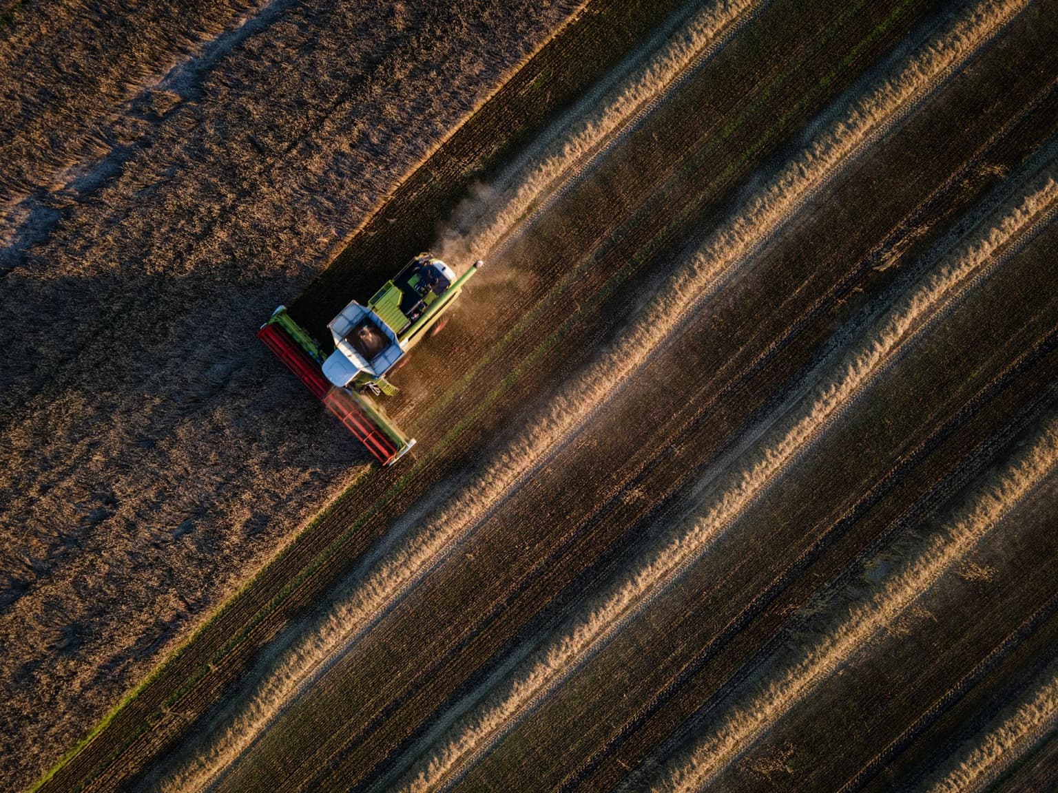 combine harvesters to harvest a wheat field near Bila Tserkva, Kyiv Oblast, Ukraine, on Aug. 4, 2023.