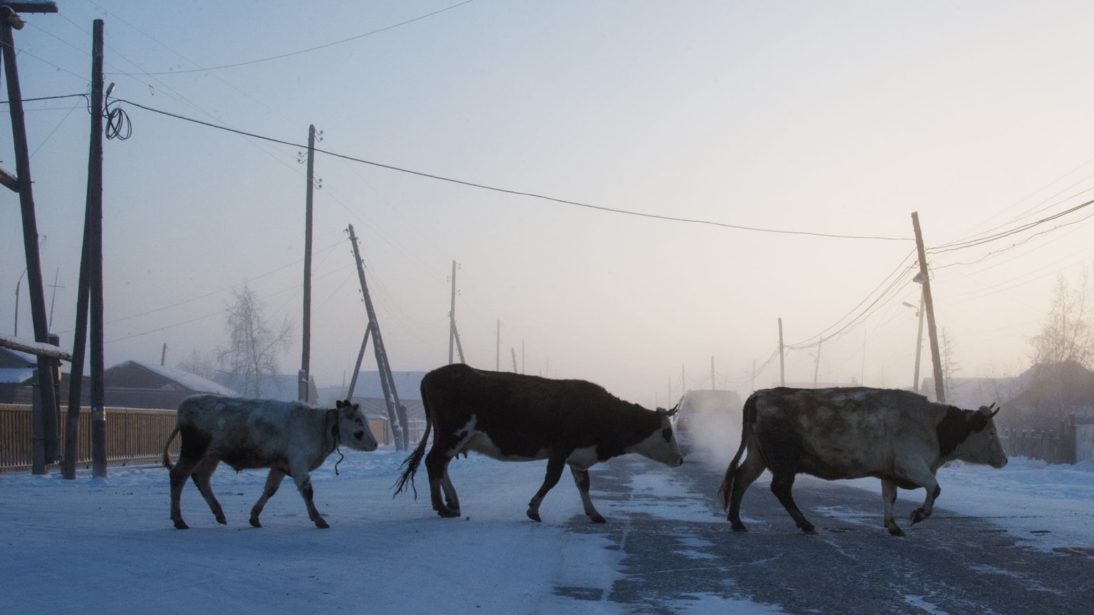 Cows cross a road at sunset in the settlement of Oy, Sakha Republic, Russia, on Nov. 27, 2018.