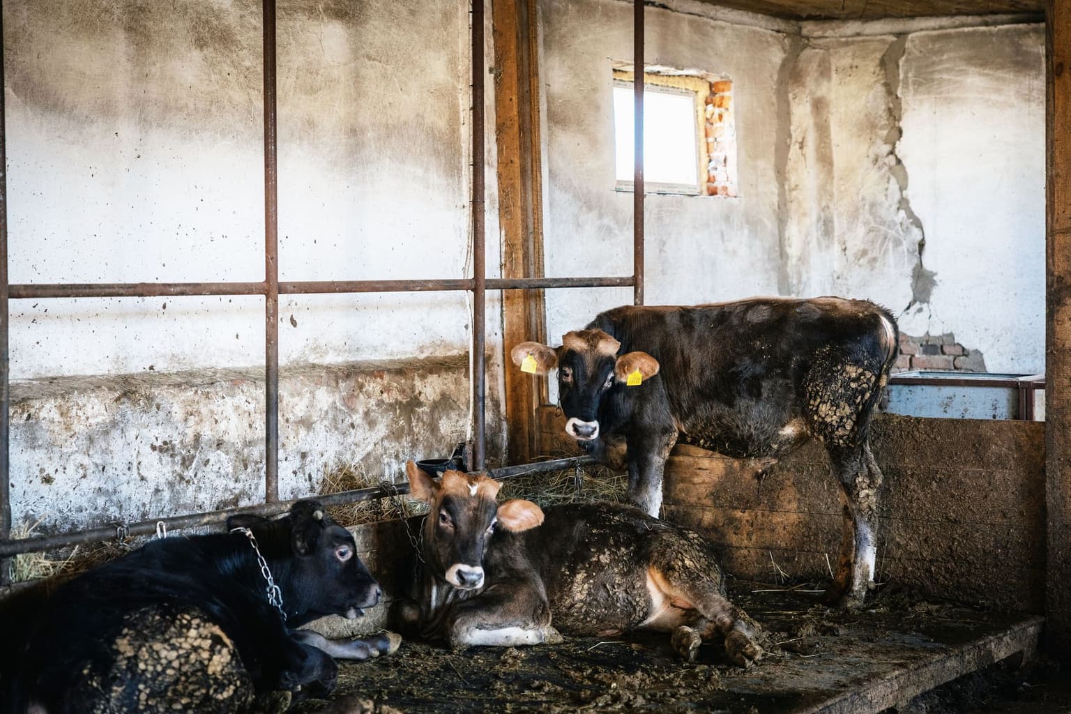 Farm animals owned by Marinka Hritsik on her farm in Chernihiv, Ukraine on Sept. 30, 2026.